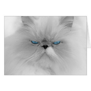 Grouchy Persian Cat