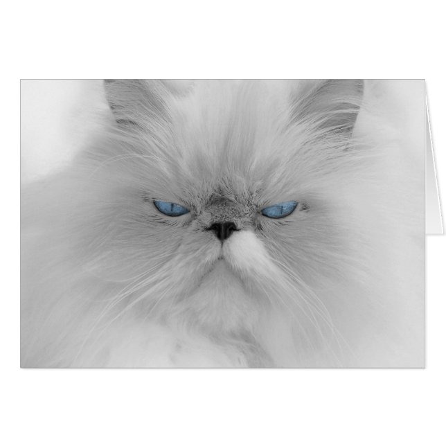 Grouchy Persian Cat (Vorderseite (Horizontal))