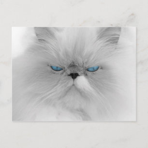 Grouchy Persian Cat Postkarte