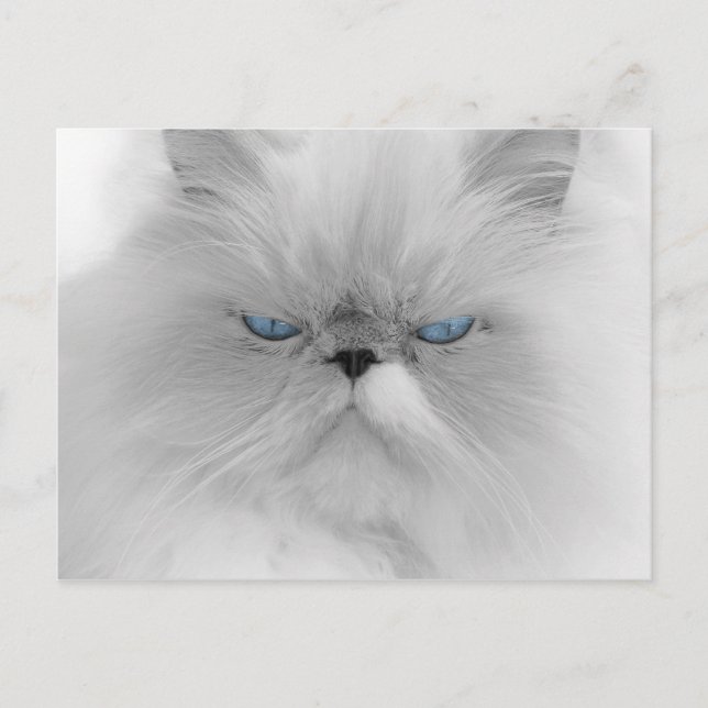 Grouchy Persian Cat Postkarte (Vorderseite)