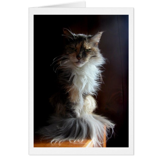 Grouchy, würdige alte Katze (Vorne)