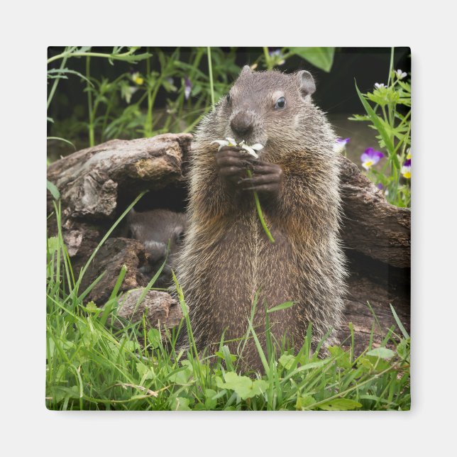 Ground Hog Munching auf einer Blume Magnet (Vorne)
