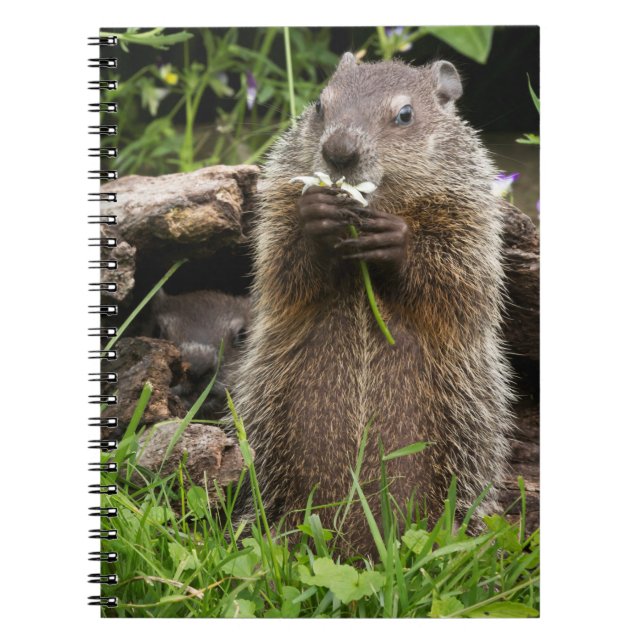 Ground Hog Munching auf einer Blume Notizblock (Vorderseite)