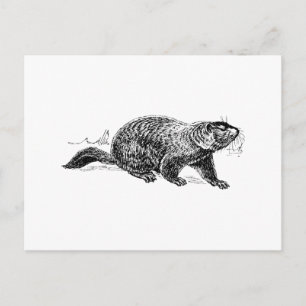 Ground Hog Postkarte