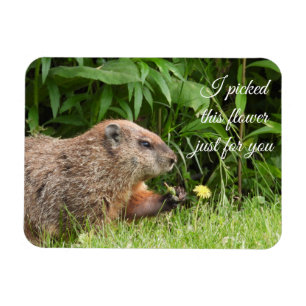 Groundhog alias Woodchuck mit Blume Magnet