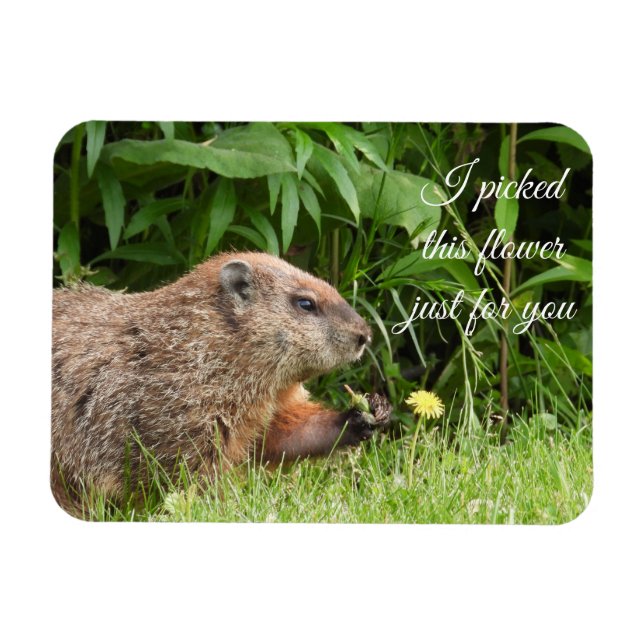 Groundhog alias Woodchuck mit Blume Magnet (Horizontal)