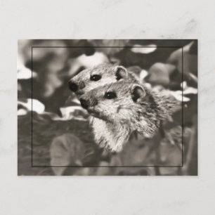 Groundhog Babys Postkarte