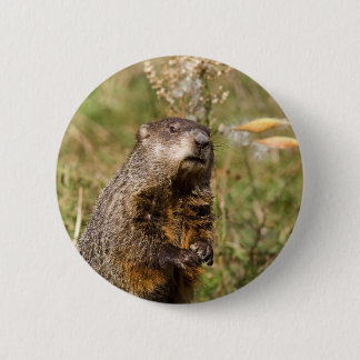 Groundhog Button