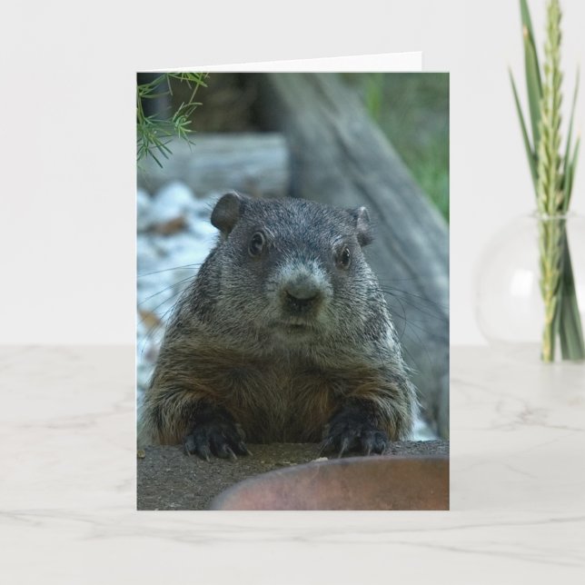Groundhog Day! Karte (Vorderseite)