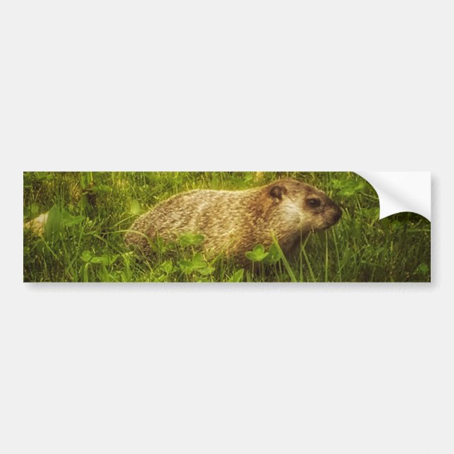 Groundhog in einem Feld-Autoaufkleber Autoaufkleber (Vorne)