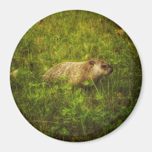Groundhog in einem Feldmagnet Magnet