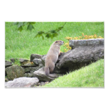 Groundhog on Rocks Foto Print Poster