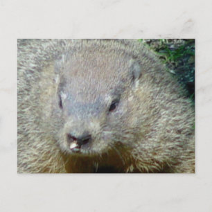 Groundhog Postkarte
