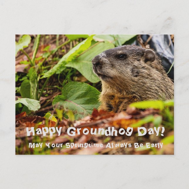 Groundhog Springtime Postkarte (Vorderseite)