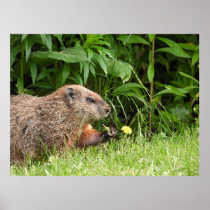 Groundhog/Woodchuck, der einen Löwenzahn hält Poster