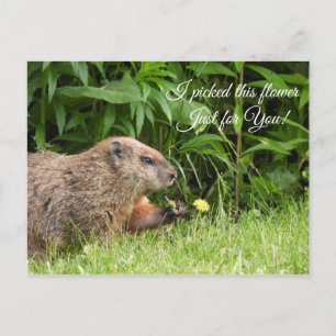 Groundhog/Woodchuck liefert Blume Postkarte