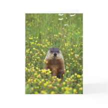 Groundhogs Rule Card