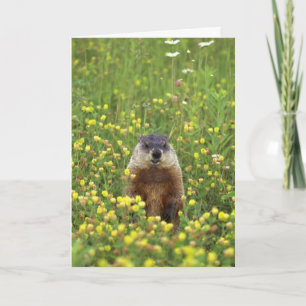 Groundhogs Rule Card Karte