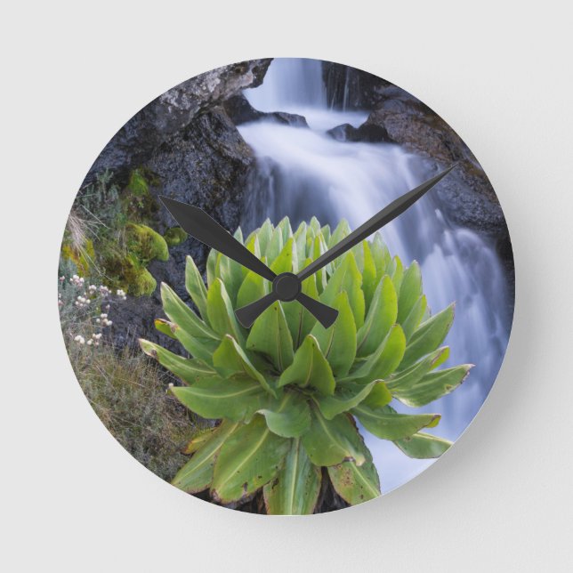 Groundsel oder Dendrosenecio 2 Runde Wanduhr (Vorderseite)