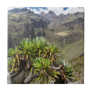 Groundsel oder Dendrosenecio Fliese