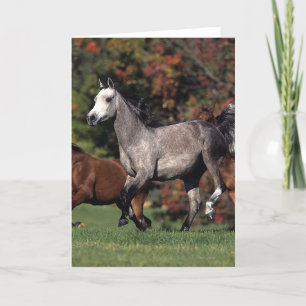 Group of Arab Horses Running Karte