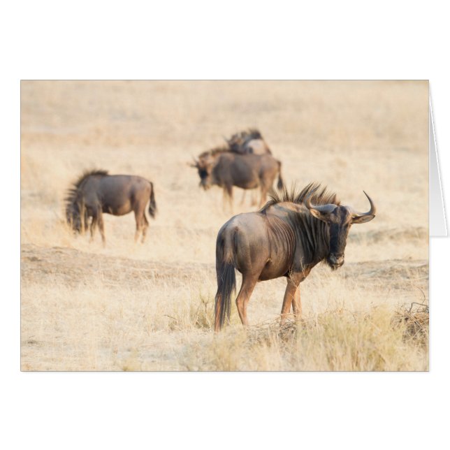 Group of Wildebeest (Vorderseite (Horizontal))