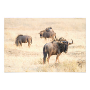 Group of Wildebeest Fotodruck