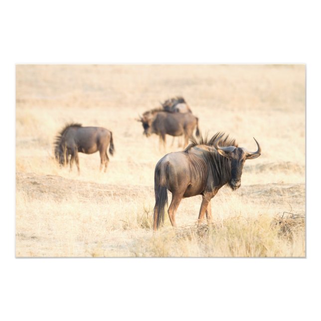 Group of Wildebeest Fotodruck (Vorne)