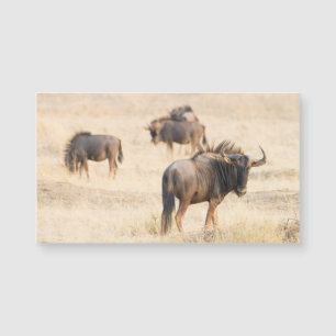 Group of Wildebeest Magnetkarte