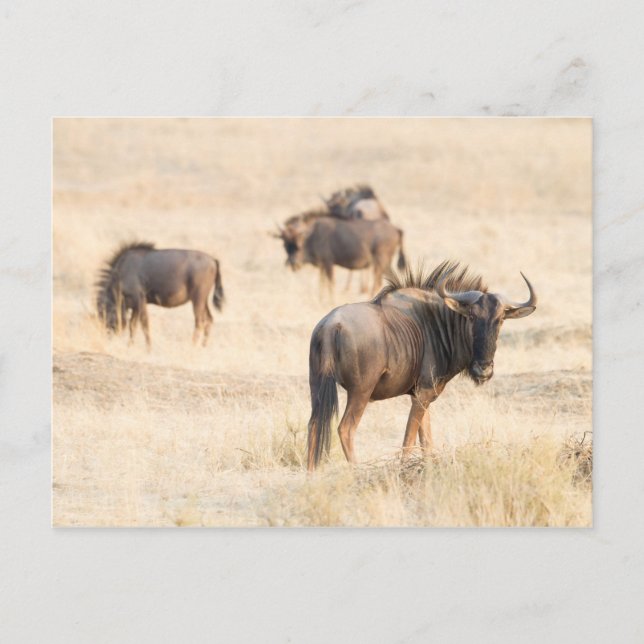 Group of Wildebeest Postkarte (Vorderseite)