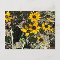Group of Yellow Flowers Postcard