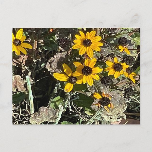 Group of Yellow Flowers Postcard Postkarte (Vorderseite)