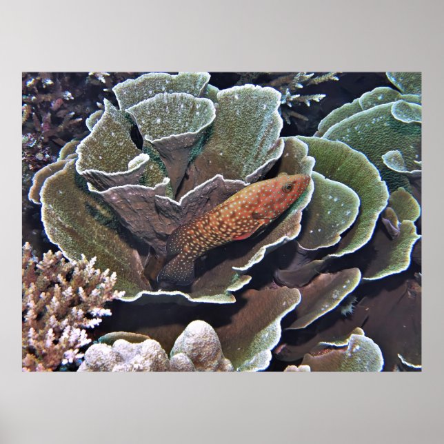 Grouper in Lettuce Poster (Vorne)