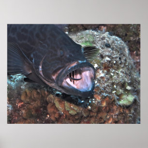 Grouper orale Hygiene Poster