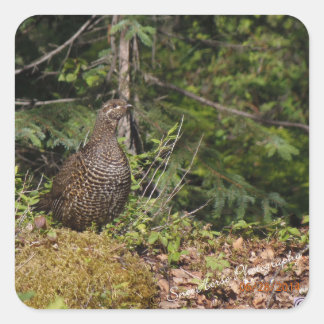 Grouse Hen Quadratischer Aufkleber