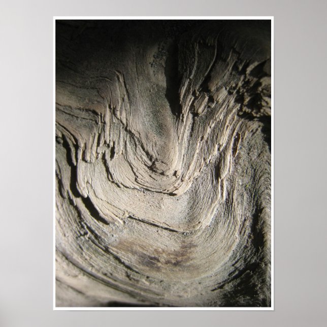 Grove of the Patriarchas Poster (Vorne)