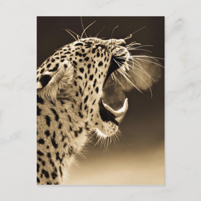 Growling Leopard Postkarte (Vorderseite)
