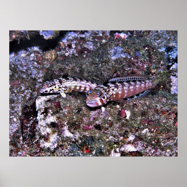 Grubfish Pair Poster (Vorne)
