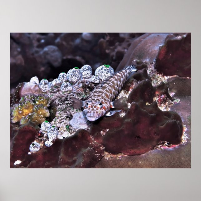 Grubfish Portrait Poster (Vorne)