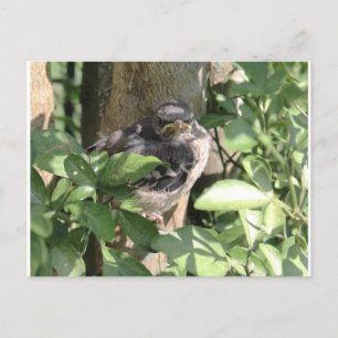 Grumpy Bird Postcard Postkarte