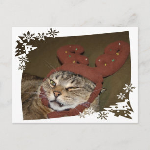Grumpy Cat Christmas Postcard Feiertagspostkarte