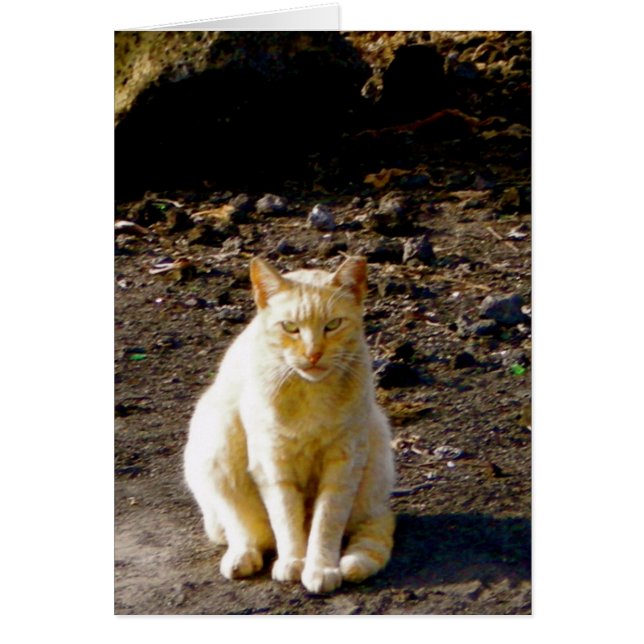 Grumpy Cat Stink Eye (Vorne)