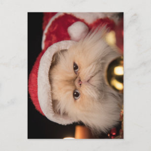 Grumpy Cat Weihnachtsmann Postkarte