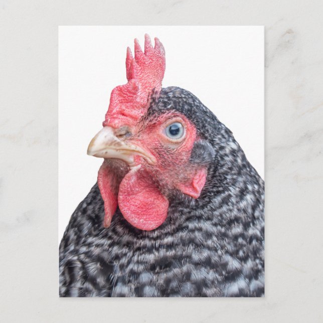 Grumpy Chicken Funny Frowning Hen Foto Postkarte (Vorderseite)