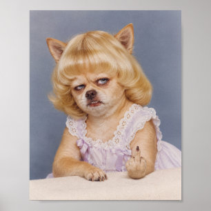 Grumpy Chihuahua-Schulporträt mit Mittelfinger Poster