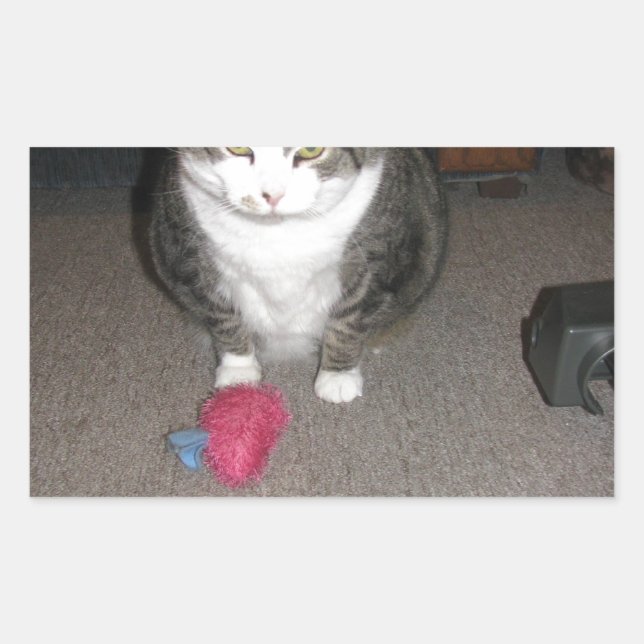 Grumpy Fat Cat ist nicht amüsiert Rechteckiger Aufkleber (Vorderseite)