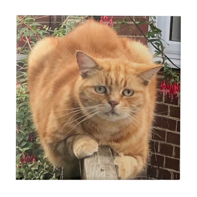 Grumpy Ginger Cat Fliese (Vorderseite)