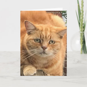 Grumpy Ginger Cat Karte