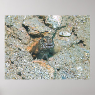 Grumpy Jawfish Poster
