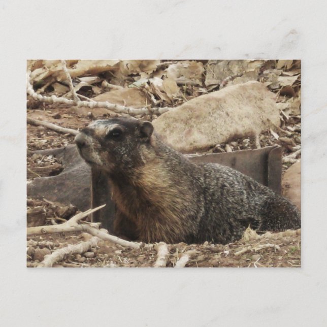 Grumpy Marmot Postkarte (Vorderseite)